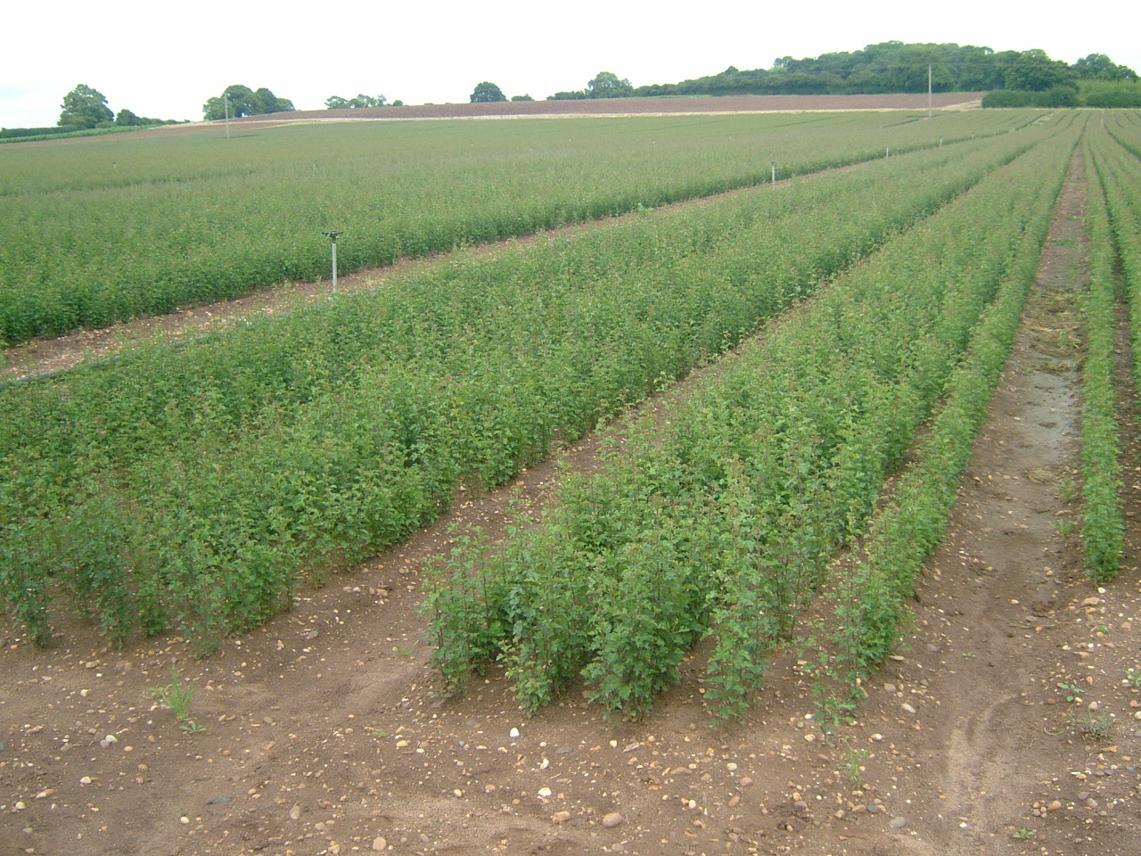 TREES & HEDGING PLANTS-15330