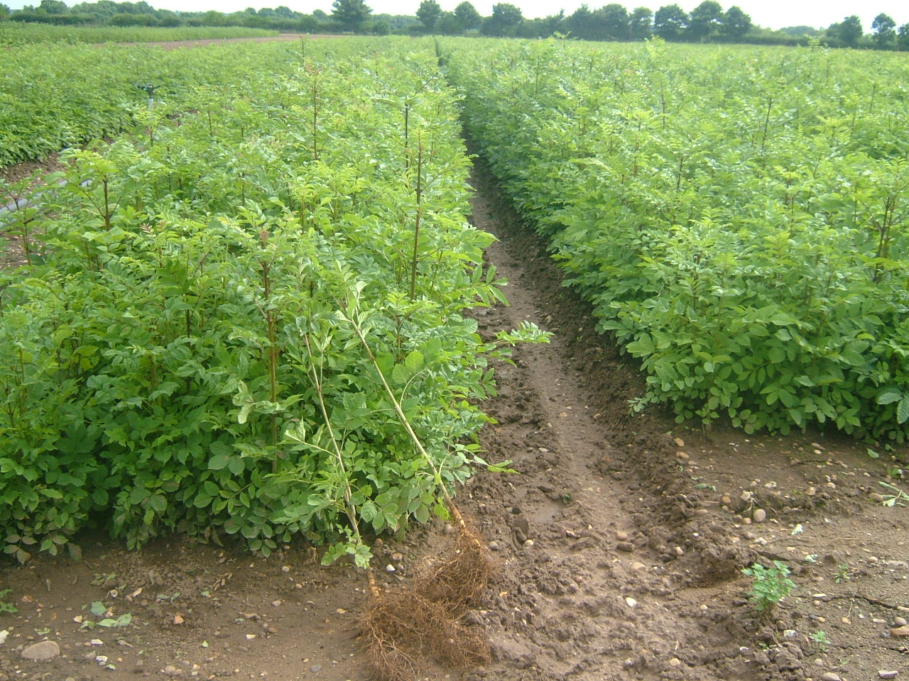 TREES & HEDGING PLANTS-15336