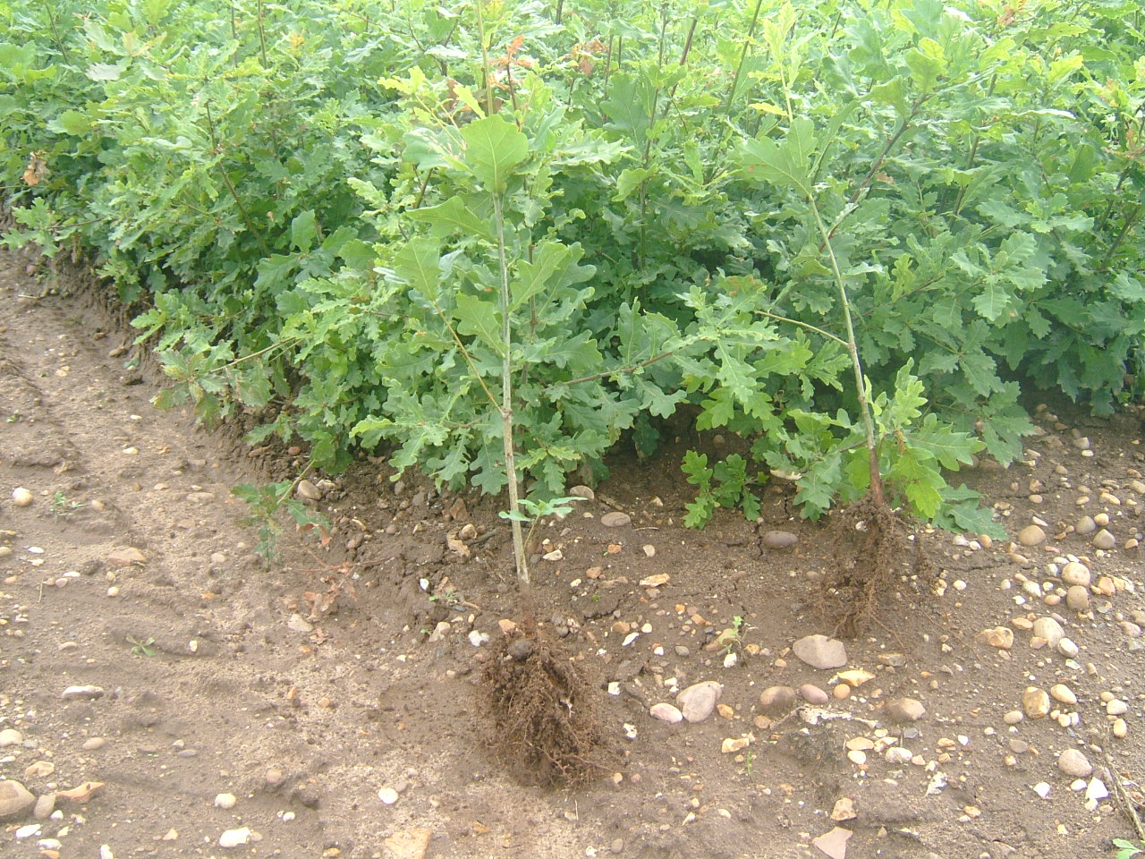 TREES & HEDGING PLANTS-15333