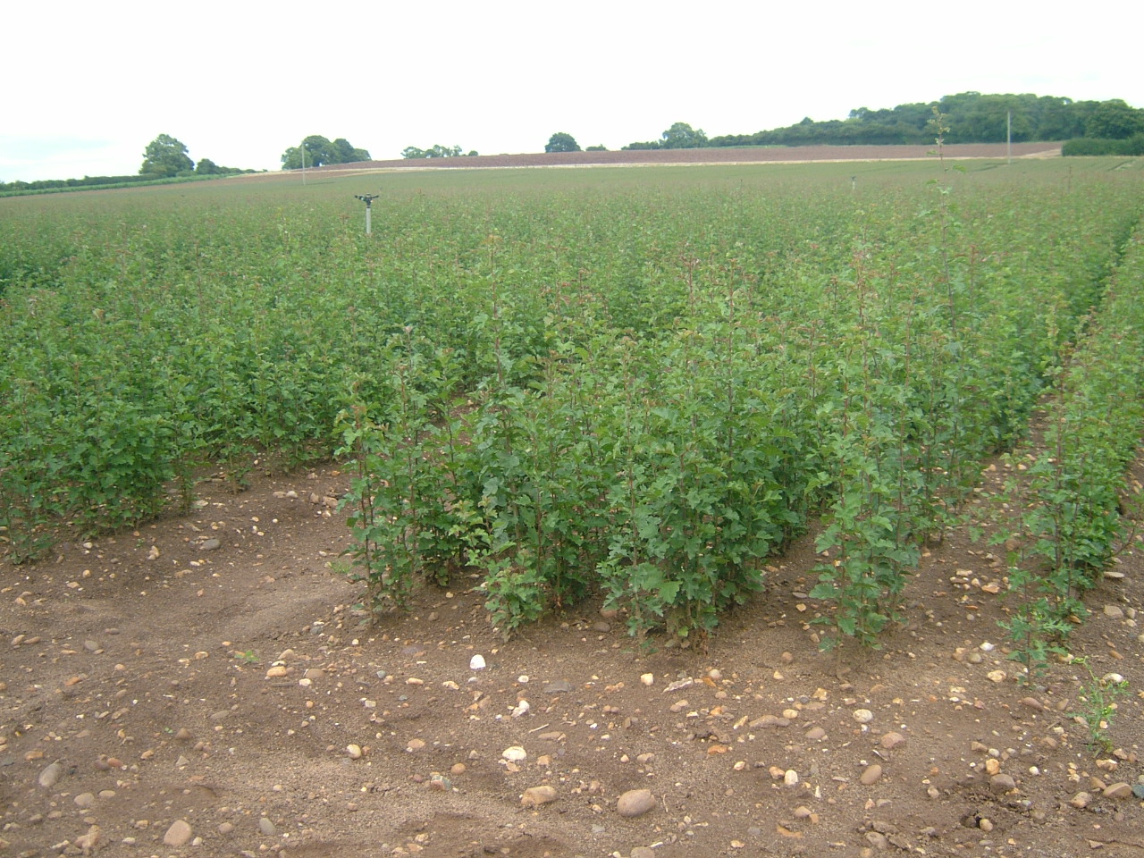 TREES & HEDGING PLANTS-15334