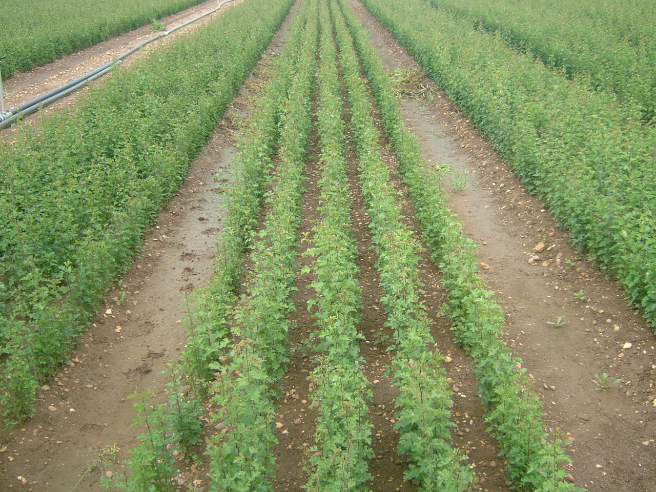 TREES & HEDGING PLANTS-15335