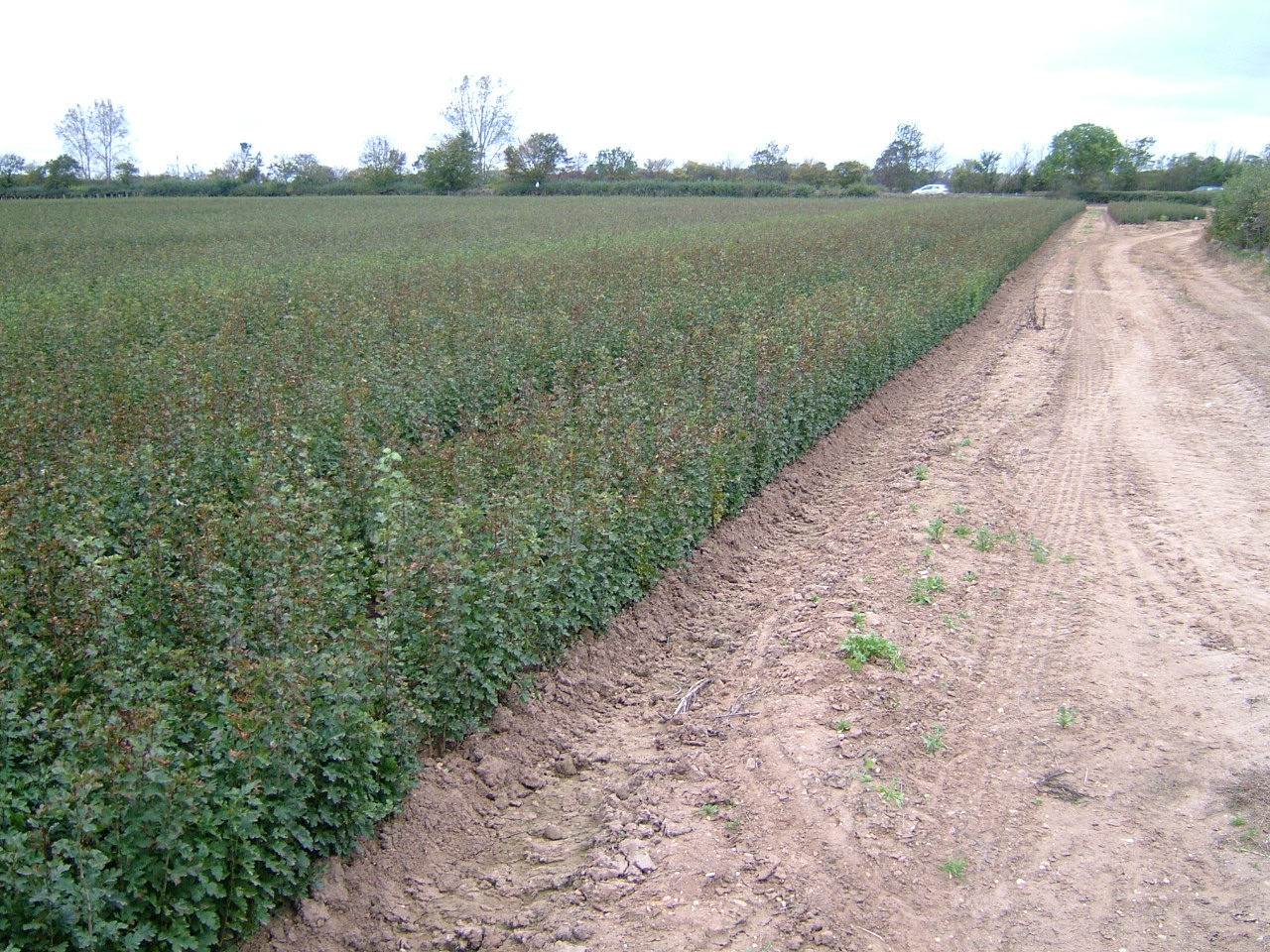 TREES & HEDGING PLANTS-15337