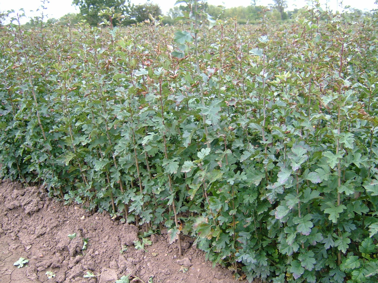 TREES & HEDGING PLANTS-0