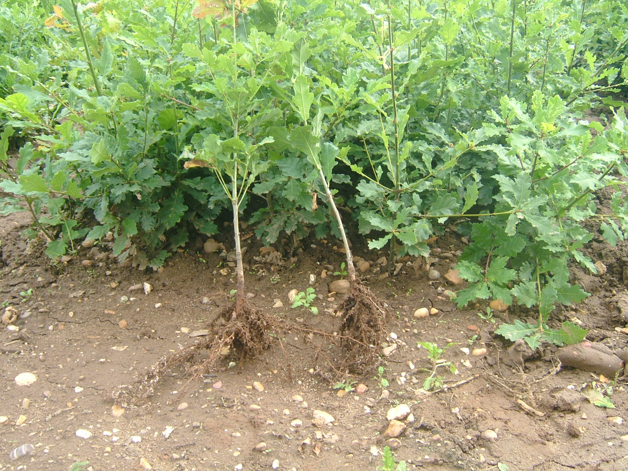 TREES & HEDGING PLANTS-15340